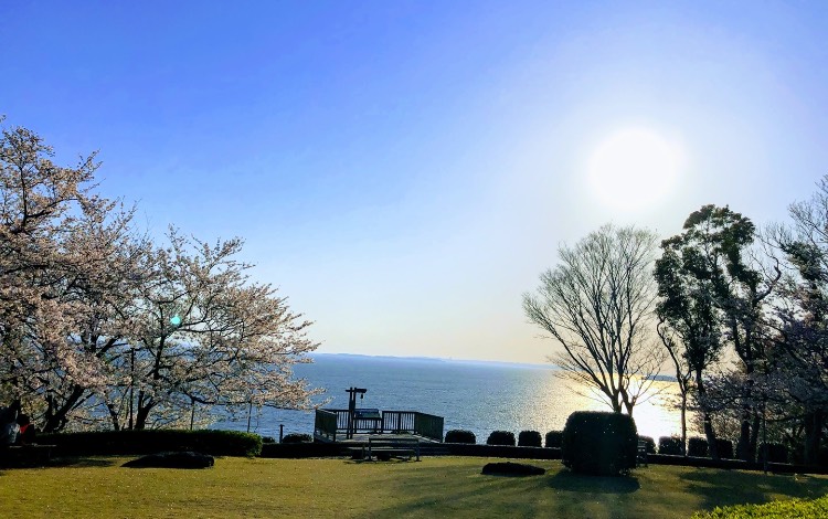桜と海を望む展望スポット